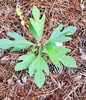 seedling, spring, Warren County, NC