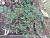 Satureja hortensis