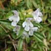 Close-up on white, two-lipped flowers.