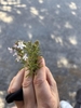 Hand holding a leafy branch with small, 2-lipped flowers.
