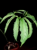 Leaf of S.foglia