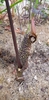 Flower of S.venosum