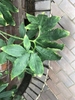 Leaf of S.venosum