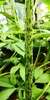 Spotted stem of S. venosum