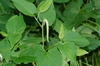 Saururus cernuus