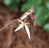 Saxifraga stolonifera