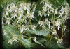 Saxifraga stolonifera