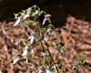 Saxifraga stolonifera