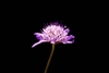 Inflorescence of pinkikish flowers in a dense cluster.