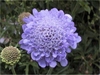 Inflorescence of lavender-blue flowers in a dense cluster.