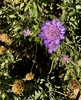 Dwarf Pin Cushion Flower - June - Wake Co., NC