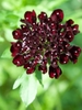 Inflorescence of dark red flowers.