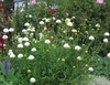 Dense stand of plants with pinnatifid leaves and white flowers.
