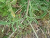 Pinnatifid leaves