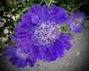 Head of dark blue flowers