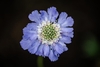 head of pale blue flowers