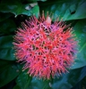 Scadoxus multiflorus