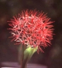 Scadoxus multiflorus (Haemanthus multiflorus)