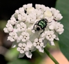 A scarab beetle on Asclepias variegata flowers.