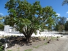 Native habitat form