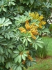 Foliage and small yellow berries