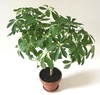 Potted shrub with palmately compound leaves.