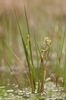 Plant in flower