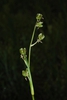 Side view of capsules (Henrietta, NY)-Early Summer