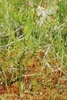 Grass-like leaves (Henrietta, NY)-Early Summer