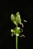 Seed capsules (Henrietta, NY)-Early Summer