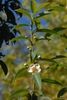 Flower and Leaves