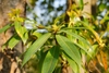 Leaves