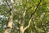 Trunk