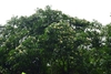 Form in bloom in native habitat