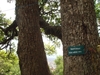 Bark detail