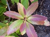 Young reddish leaves