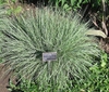 Schizachyrium scoparius
