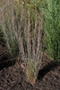 Schizachyrium scoparium