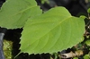 Schizophragma integrifolium