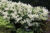 Schizophragma hydrangeoides