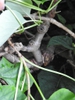 Schizophragma hydrangeoides bark