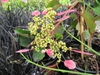 Schizophragma hydrangeoides