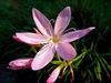 Schizostylis
