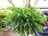 Lush, highly branched plant with green cladodes