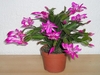Potted plant with bright pink flowers.