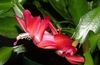Close-up on a red, zygomorphic flower.