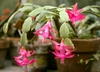 flowers and stems