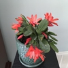 Schlumbergera rosea