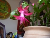 Close up of flower