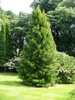 Sciadopitys verticillata